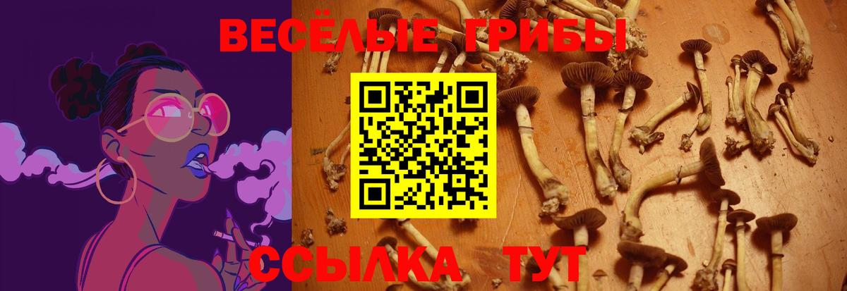 Тверь  Псилоцибиновые грибы прущие грибы  Вход с VPN  Псилоцибиновые грибы Psilocybine cubensis 